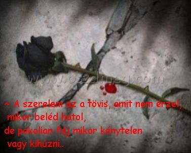 A szerelem
 
