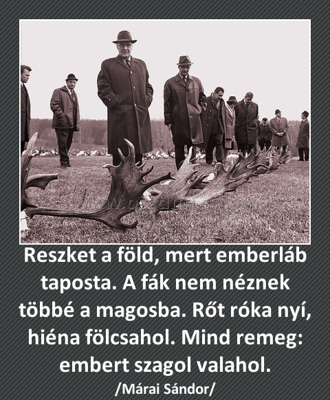 Reszket a föld, mert emberláb taposta. A fák nem néznek többé a magosba. Rőt róka nyí, hiéna fölcsahol. Mind remeg: embert szagol valahol. Reszket a föld, mert emberláb taposta. A fák nem néznek többé a magosba. Rőt róka nyí, hiéna fölcsahol. Mind remeg: embert szagol valahol.
/Márai Sándor/