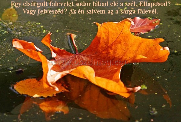 Egy elsárgult falevelet sodor Egy elsárgult falevelet sodor
Egy elsárgult falevelet sodor lábad elé a szél. Eltaposod? Vagy felveszed? Az én szívem az a sárga falevél.