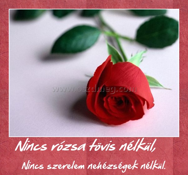 Nincs rózsa tövis nélkül,
 
Nincs szerelem nehézségek nélkül.