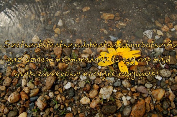 Szétszakíthatsz
 
Szétszakíthatsz,eldobhatsz,eltiporhatsz!Az igazi szineim megmaradnak és egy nap majd valaki észreveszi mennyire ragyogóak!