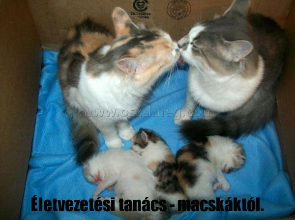 Életvezetési tanács - macskáktól. Életvezetési tanács - macskáktól.
Életvezetési tanács - macskáktól.