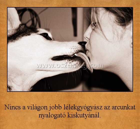 Nincs a világon jobb lélekgyógyász az arcunkat nyalogató kiskutyánál
 
