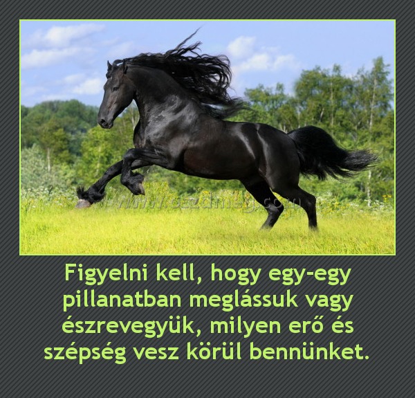 Figyelni kell, hogy egy-egy pillanatban meglássuk vagy észrevegyük, milyen erő és szépség vesz körül bennünket.
 
