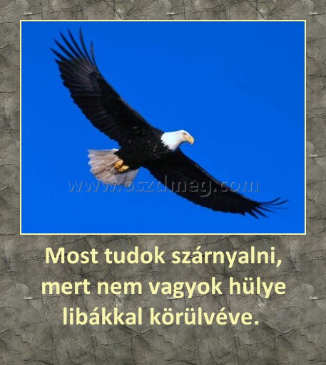Most tudok szárnyalni, mert nem vagyok hülye libákkal körülvéve. 
 
