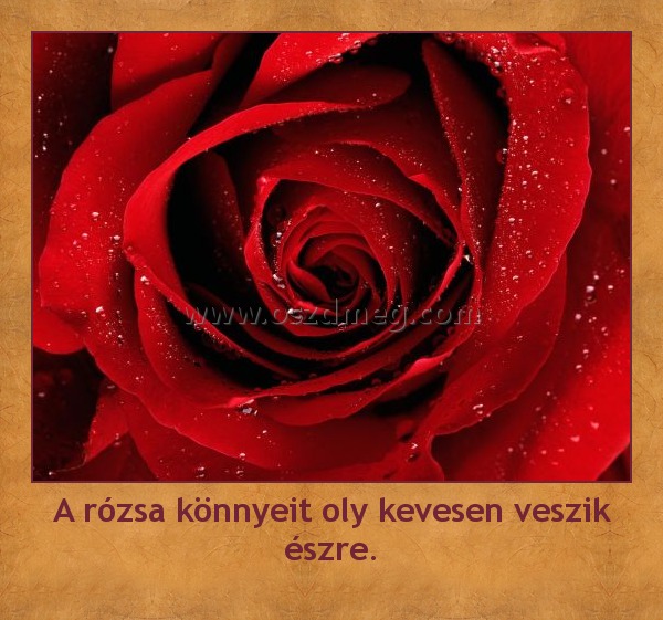 A rózsa könnyeit oly kevesen veszik észre.
 
