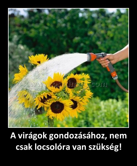A virágok gondozásához, nem csak locsolóra van szükség! A virágok gondozásához, nem csak locsolóra van szükség!