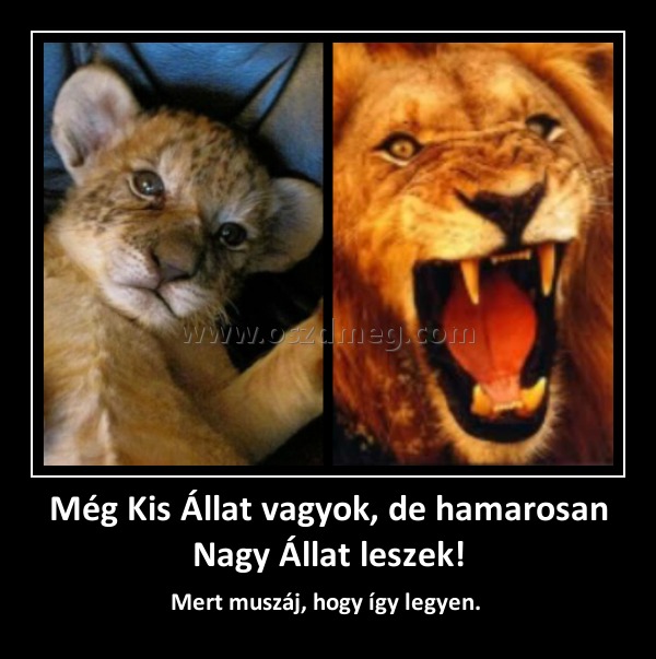 Még Kis Állat vagyok, de hamarosan Nagy Állat leszek! Még Kis Állat vagyok, de hamarosan Nagy Állat leszek!
Mert muszáj, hogy így legyen.