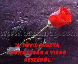 "A tövis puszta gonoszság
 
