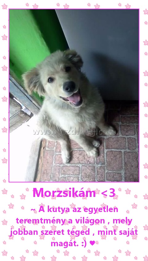 Morzsikám <3
 
~ A kutya az egyetlen teremtmény a világon , mely jobban szeret téged , mint saját magát. :) ♥ 