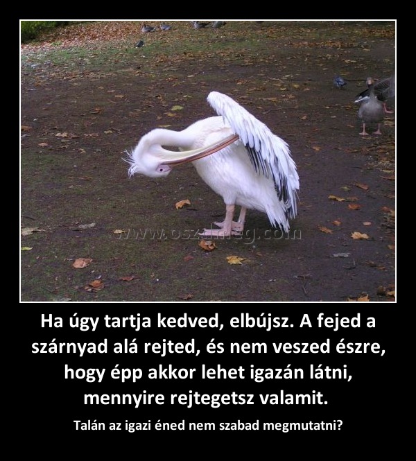 Ha úgy tartja kedved, elbújsz. A fejed a szárnyad alá rejted, és nem veszed észre, hogy épp akkor lehet igazán látni, mennyire rejtegetsz valamit. 
 
Talán az igazi éned nem szabad megmutatni?