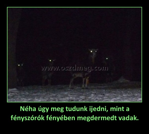 Néha úgy meg tudunk ijedni, mint a fényszórók fényében megdermedt vadak.
 

