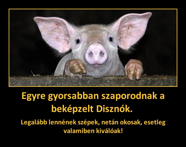 Egyre gyorsabban szaporodnak a beképzelt Disznók. Egyre gyorsabban szaporodnak a beképzelt Disznók.
Legalább lennének szépek, netán okosak, esetleg valamiben kiválóak!