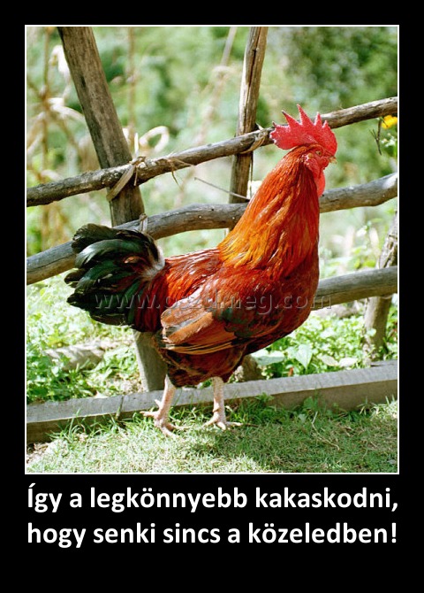 Így a legkönnyebb kakaskodni, hogy senki sincs a közeledben! Így a legkönnyebb kakaskodni, hogy senki sincs a közeledben!
