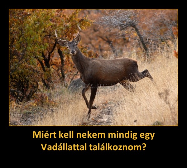 Miért kell nekem mindig egy Vadállattal találkoznom? Miért kell nekem mindig egy Vadállattal találkoznom?