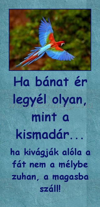 Ha bánat ér legyél olyan, mint a kismadár... Ha bánat ér legyél olyan, mint a kismadár...
ha kivágják alóla a fát nem a mélybe zuhan, a magasba száll!