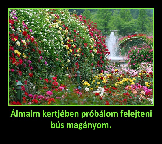 Álmaim kertjében próbálom felejteni bús magányom. Álmaim kertjében próbálom felejteni bús magányom.